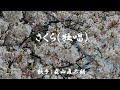 さくら(独唱) ( 森山直太朗 )日本語の歌詞付き