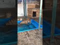 🐅Тигр Гектор плавает / Tiger Hector swims