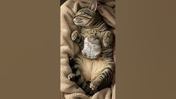 Shocking Discovery Hamster and Cat Take the Coziest Nap Ever—And It