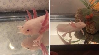 Axolotl Fish Smiles At Camera Youtube Axolotl Fish Smiles At Camera Youtube