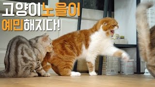 Cat Noel the father is very sensitive [SURI&NOEL]