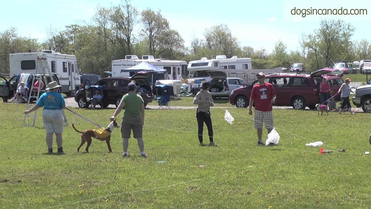 Lure coursing