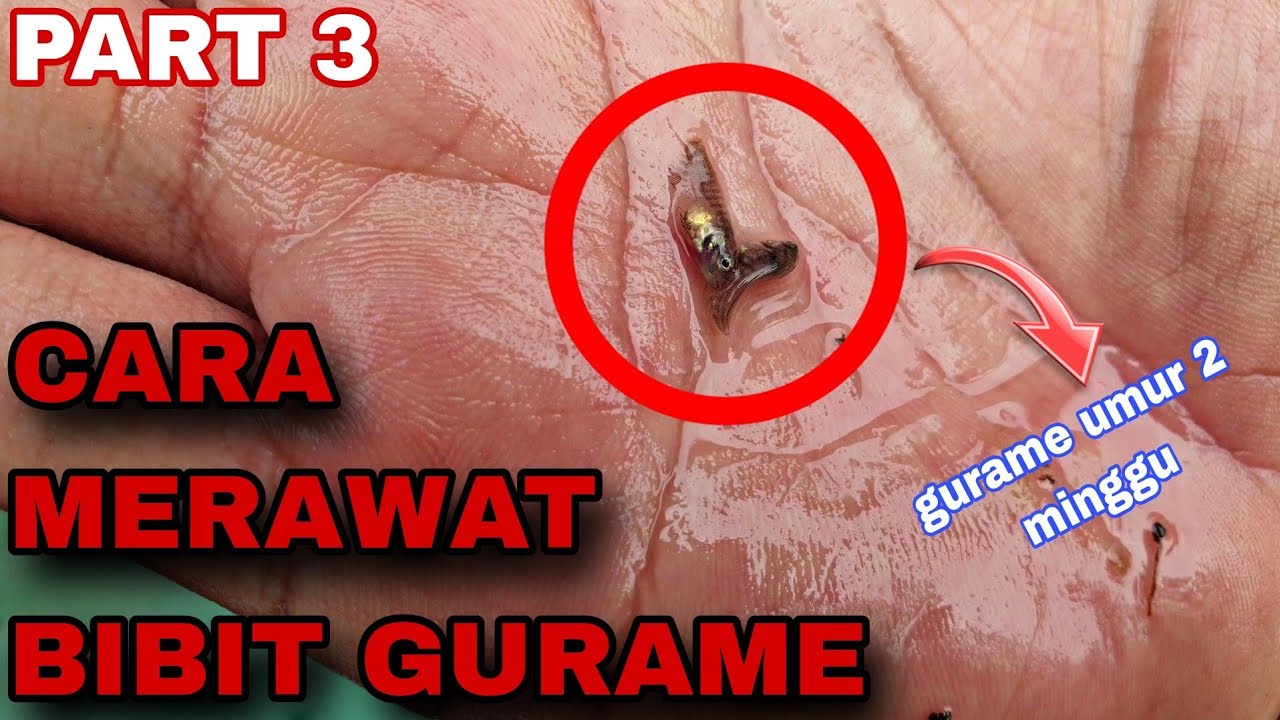 ЧАСТЬ 3: КАК УХАЖИВАТЬ ЗА 2-НЕДЕЛЬНЫМИ МАЛЬКАМИ ГУРАМИ #gurami