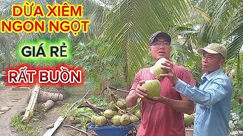 Nay hái dừa xiêm ngon ngọt .mà giá rất rẻ buồn ơi là buồn #quocduavlog 