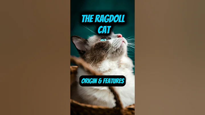 Video 11637281: cat meets, cat first, breed