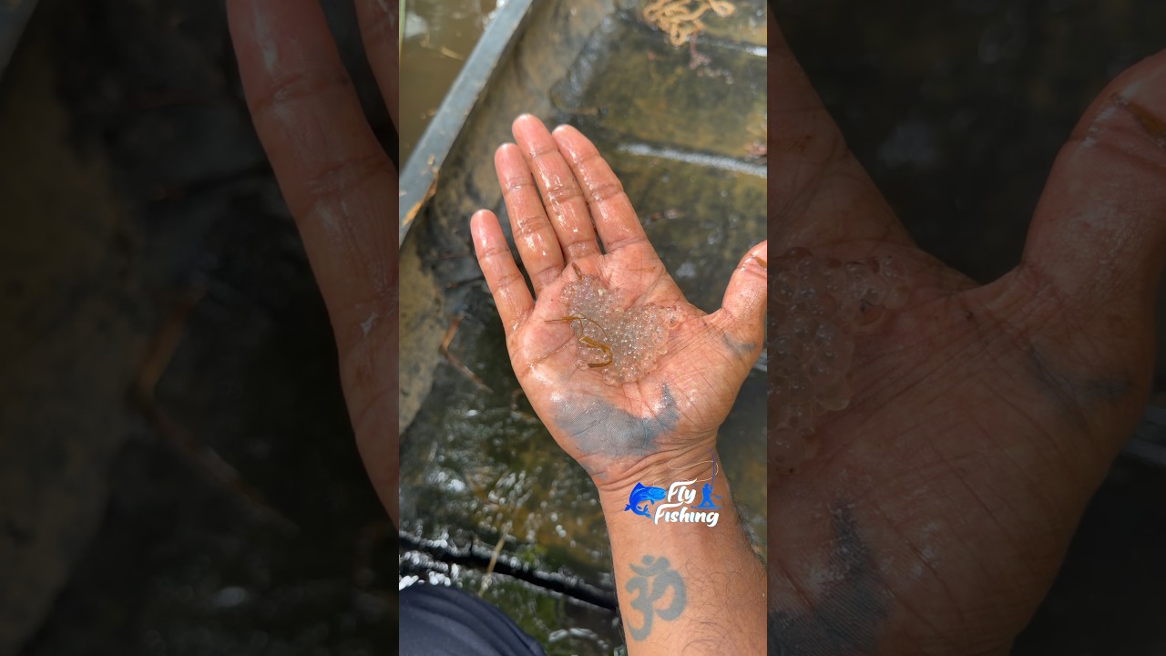 മീൻപിടുത്തവും മഴക്കാലകാഴ്ചകളും! Monsoon fishing at kerala!