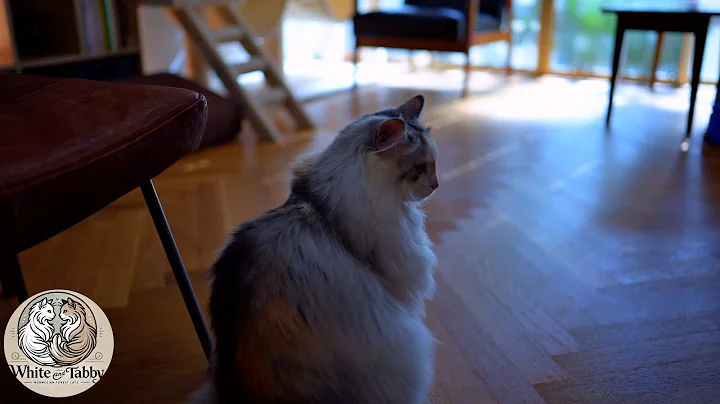 Watch the video about White and Tabby's Window Tales- A Gentle Life in the Light | 22 months old Cute Norwegian Forest Cat