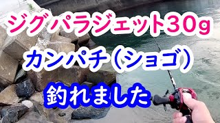 ジグパラジェット30gでカンパチ(ショゴ)釣りました