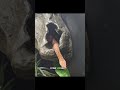 Personality of the smallest python in the world