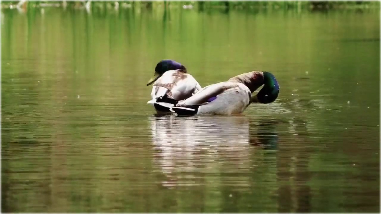Пара диких уток на водоеме в парке. Утки плавают в пруду и чистят перья ...