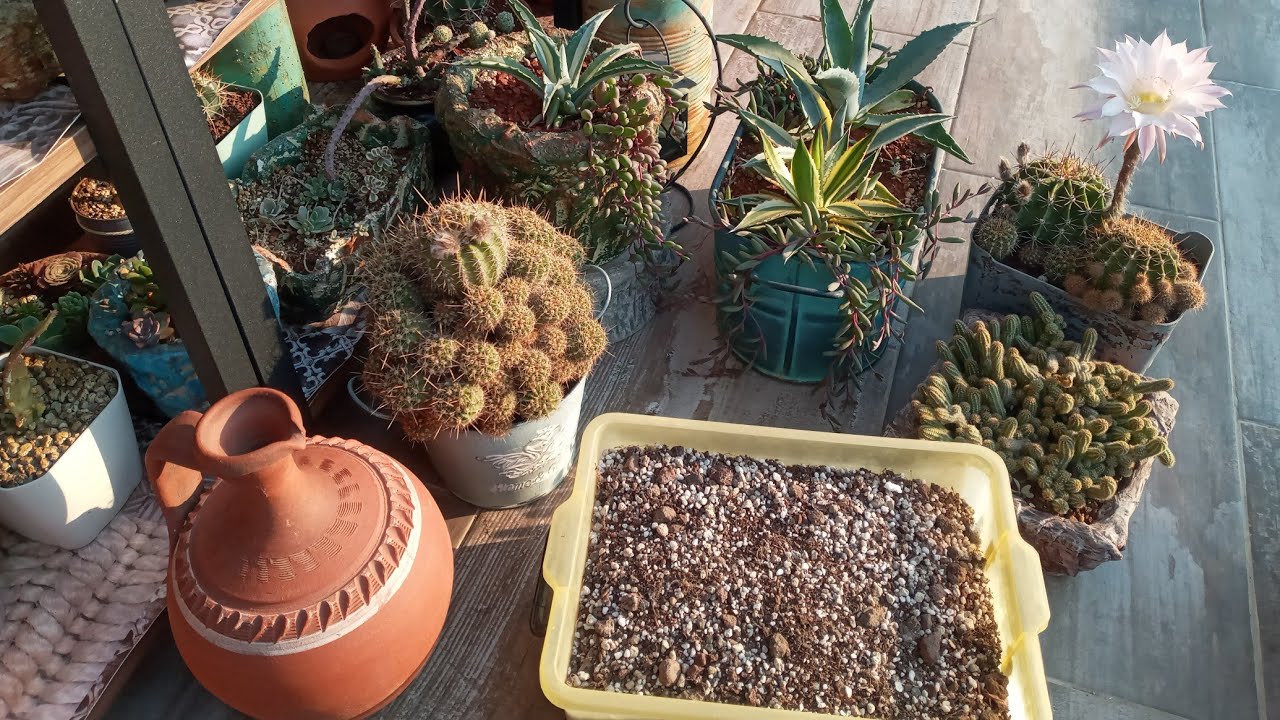 Eski saksı toprağımı ne yapıyorum? (güneşte ve fırında toprak sterilizasyonu)