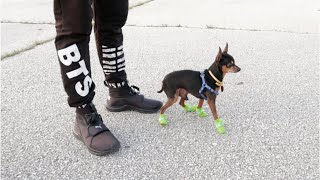 DOG vs SHOES | Miniature Pinscher Try to Walk with Shoes | [FUNNY VIDEO]