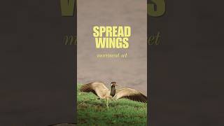 Crane spread wing set