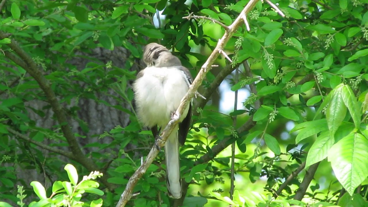 Northern Mockingbird (05/24/18) 