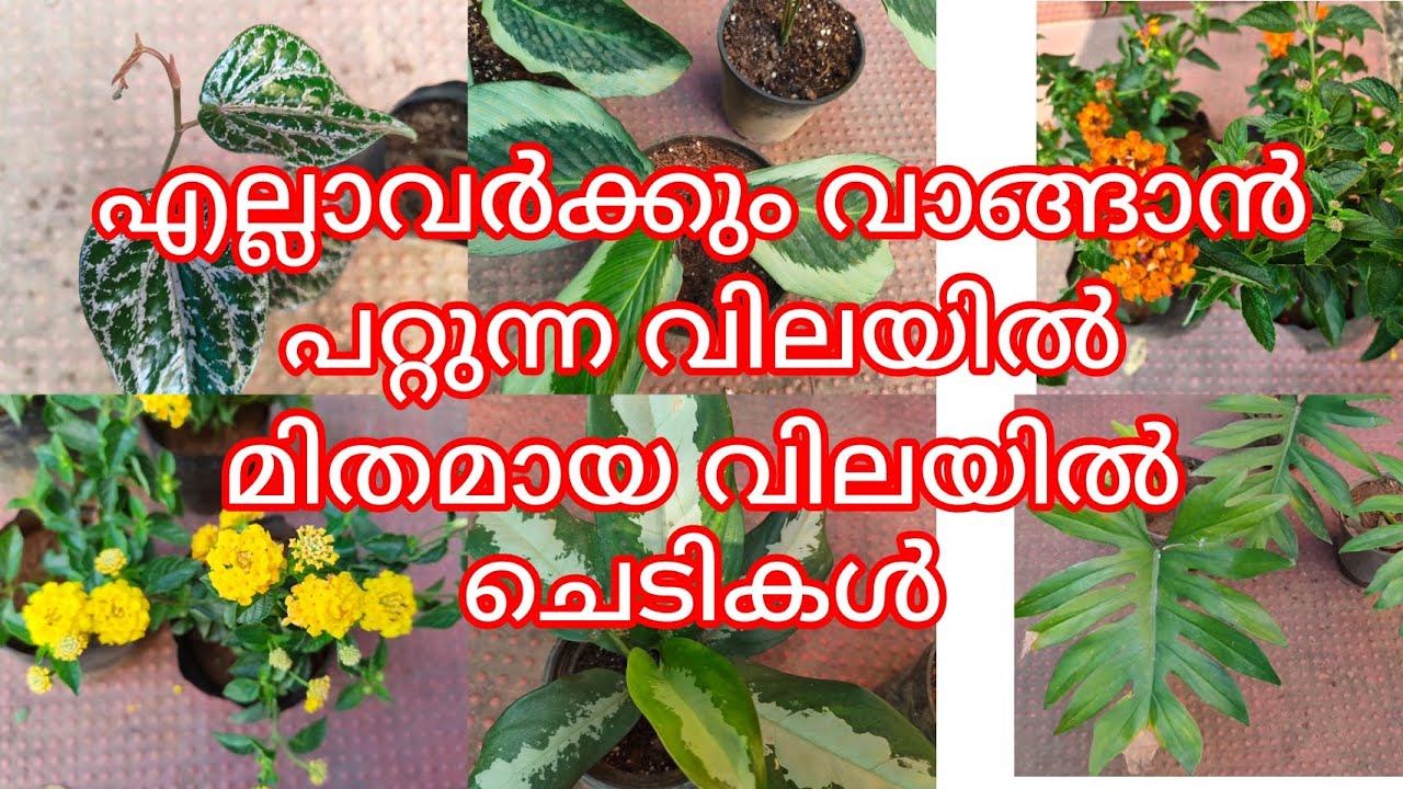 കുറഞ്ഞ വിലയിൽ കൂടുതൽ ചെടികൾ /Low cost plants sale video / ph9446493216 💐💐💐