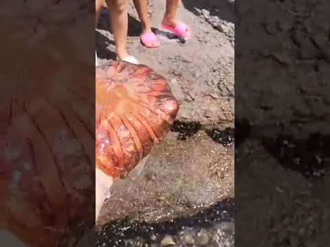 Vídeo: As medusas picam de propósito?