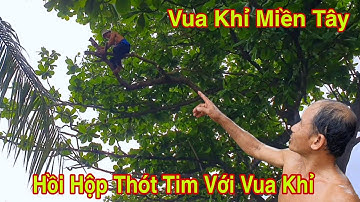 Vua Khỉ Miền Tây Cưa Cây Bàng Nhớt Siêu Nhiều Dây Điện Cực Kì Khó Khăn ( phần 1 )