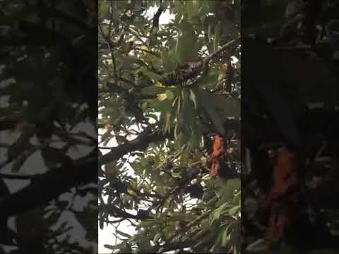 Scaly-breasted Lorikeet (Trichoglossus chlorolepidotus)