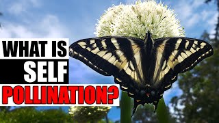 Self Pollination, What Is It?  Garden Quickie Episode 88