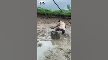Bơm nước tát ao – Bắt cá lóc nuôi mỏi tay!  #reels #shortvideo #fish