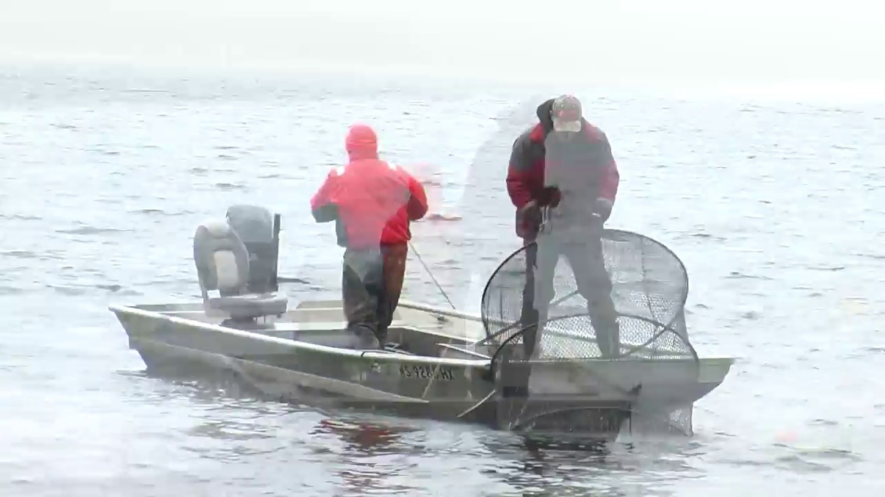 Lake Trout Tagging: Trout Lake, Wisconsin