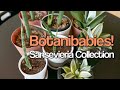 My Sansevieria Collection | Moonshine Birdsnest Cylindrica | Botanibabies