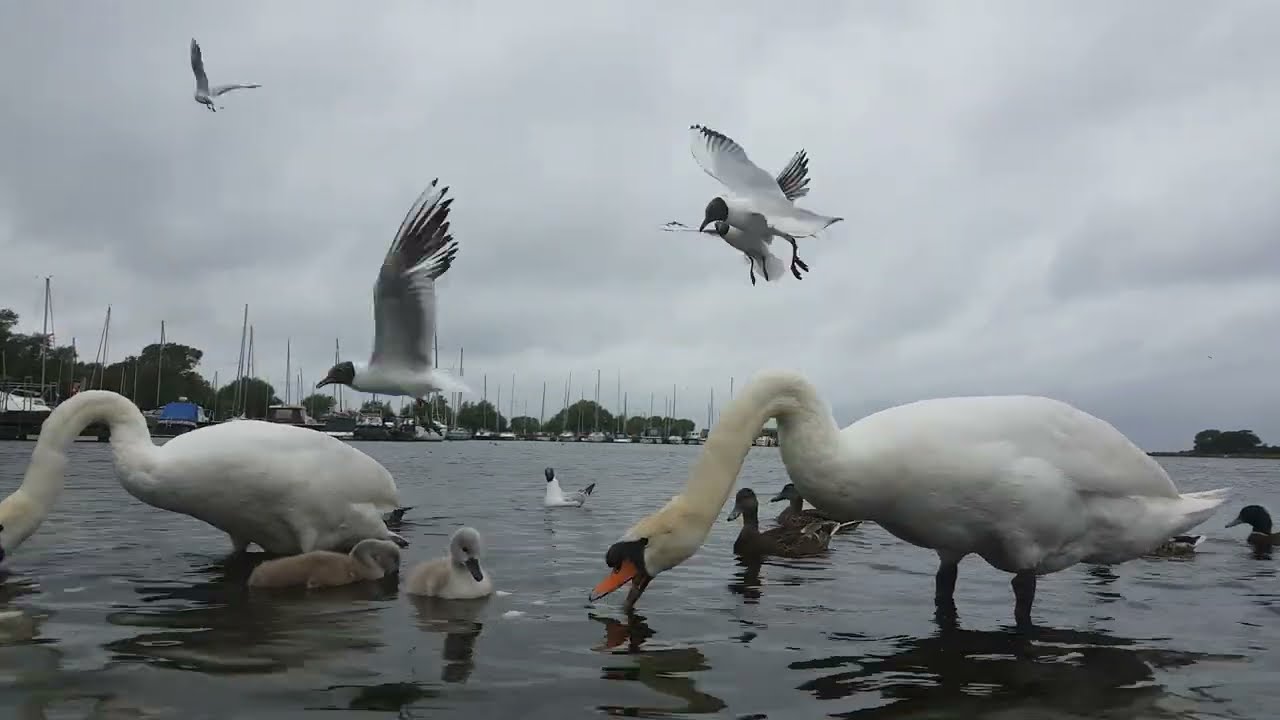 KINNEGO MARINA IRELAND 🇮🇪 CUTE TINY FURRY BABY MUTE SWAN CYGNETS 🐤