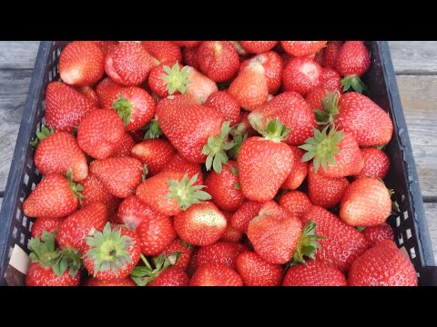 🍓🍓🍓Клубника Альба, Азия
