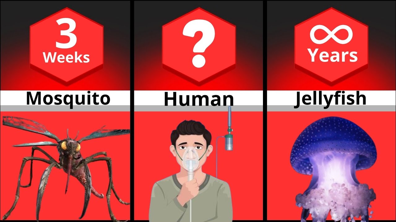 Shortest To Longest Animal LIFESPAN