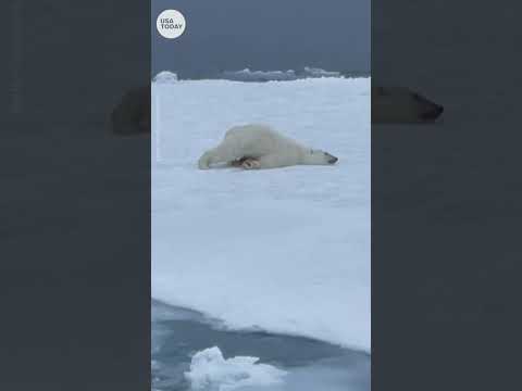 Polar bear scoots across the Arctic tundra after plunging in the water | USA TODAY #Shorts