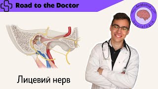 картинка: Лицевий нерв (VII пара ЧМН)