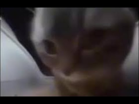 chipi chipi chapa chapa