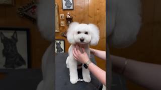 Cutest poodle ear transformation! #puppyface #dog #doggroominglife #doggroomingtips #poodle #puppy