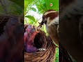 Puso Cámaras en Animales… ¿Genio o Locura? 😱 #Shorts #VideoViral #Animales #Experimento #Naturaleza