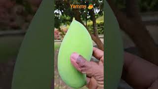 Yammy Mango 2026