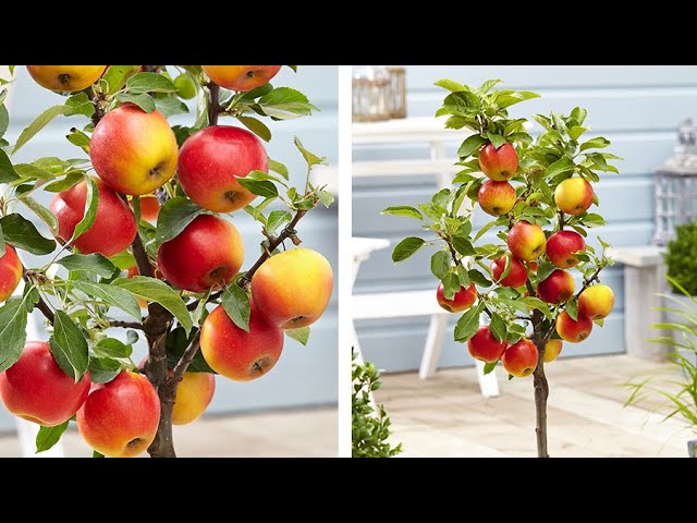 How To Plant Dwarf Patio Apple Trees, Patio Fruit Trees In Pots Uk