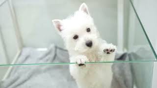 Westie Terrier Puppy