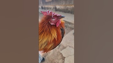 Qaib pom 2 dib qaib qus tuaj zoo tiag tiag