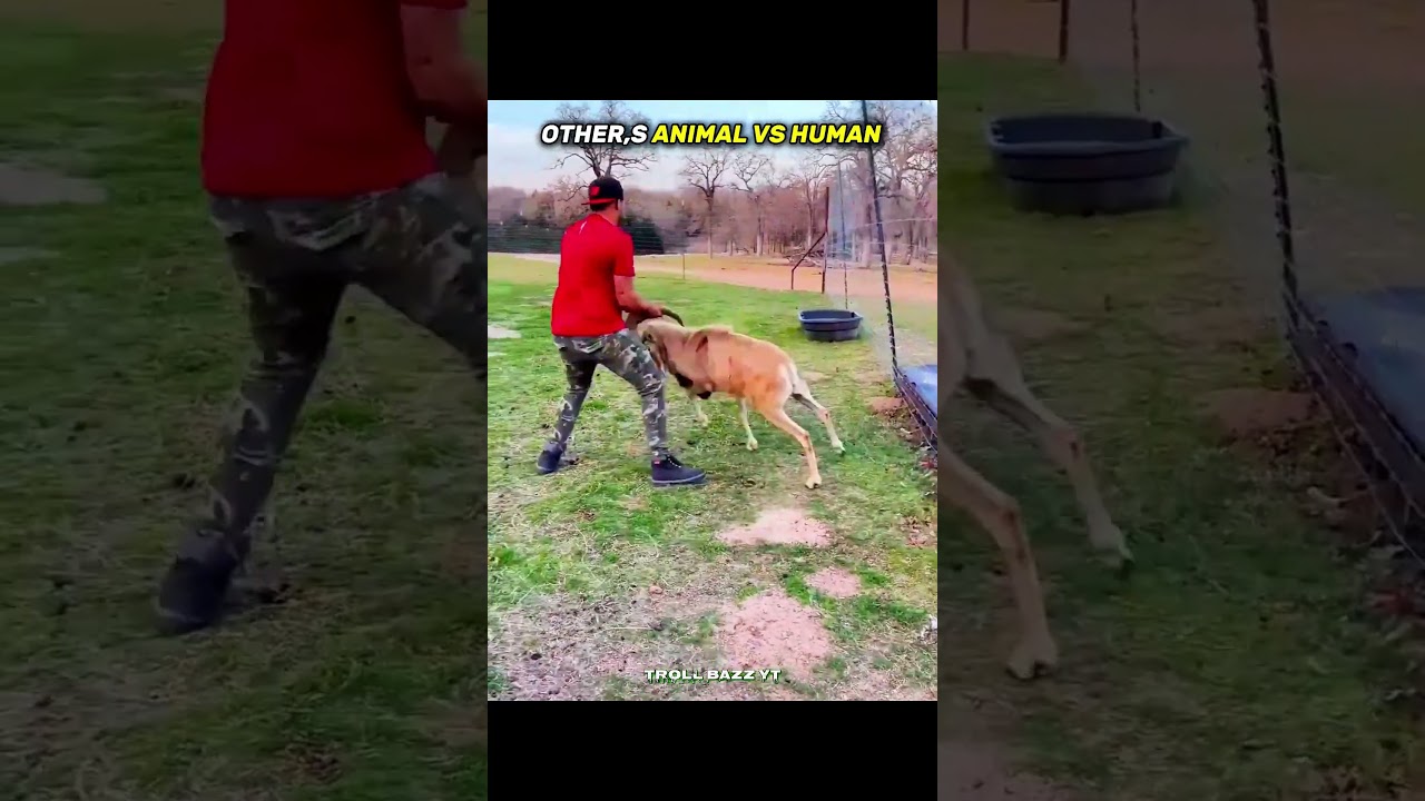 Animals vs Humans: Ultimate Strength Test! 💪🦁