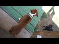 Chihuahua Bullying 2 Month Boxer Puppy