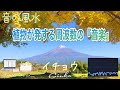 【長寿・繁栄・高尚・貯蓄・愛・守護・改革・丹田・528 Hz】富士山麓で黄金色に輝く『イチョウ』が奏でる『音の風水』♪（Part 72）