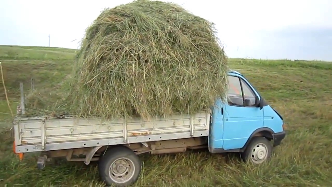 Сено курганская купить. ГАЗ 53 сенокос. ГАЗ-3302 рулоны сена. Газель сено. Машина с сеном.