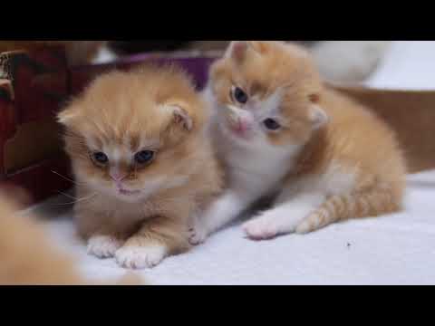 Cute Kitty Compilation 可愛いマンチカンの子猫の動画集 マンチカンズ Youtube