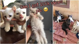 100k views? #cat #cute #kitten #catlover #chillcat #cutedance #kittycat