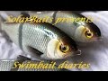 swimbait chronicles: how I made a gizzard shad glide bait