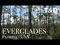 Everglades National Park - Florida - Wild Life in USA - Travel & Discover