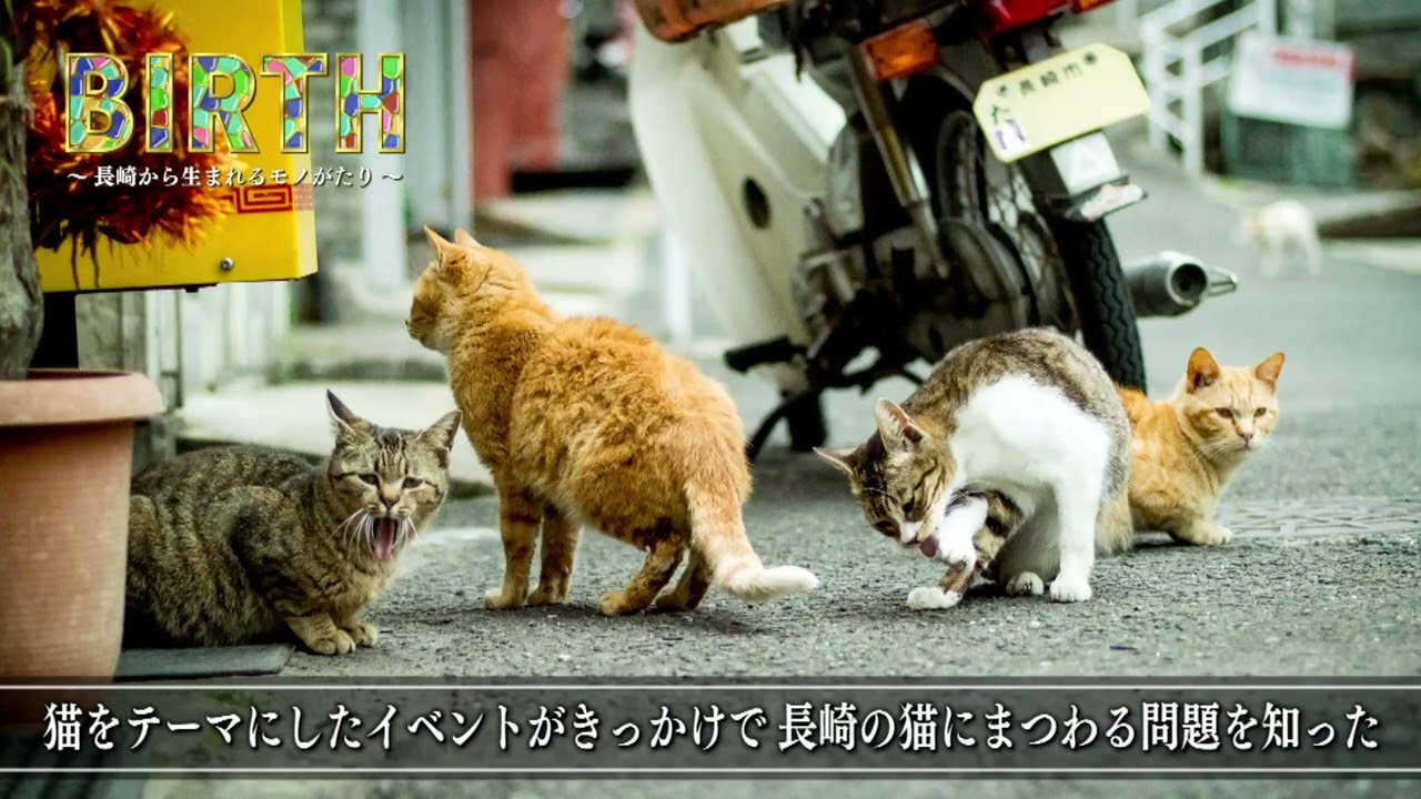 長崎の「尾曲がりねこ」を全国に広めたい - Birth〜長崎から生まれる物語