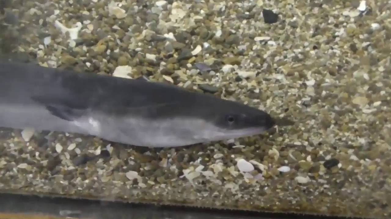 How Fish Breathe In Water YouTube