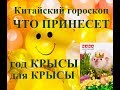 Год КРЫСЫ для КРЫСЫ. Китайский гороскоп 2020. Таропрогноз.