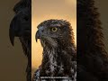 The martial eagle - Nature's apex predator from the clouds #wildlife #facts #eagle #birds #animals